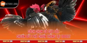 Cách Chọn Gà Cựa Sắt Chuẩn Bứt Phá Chiến Thắng Tại 188bet